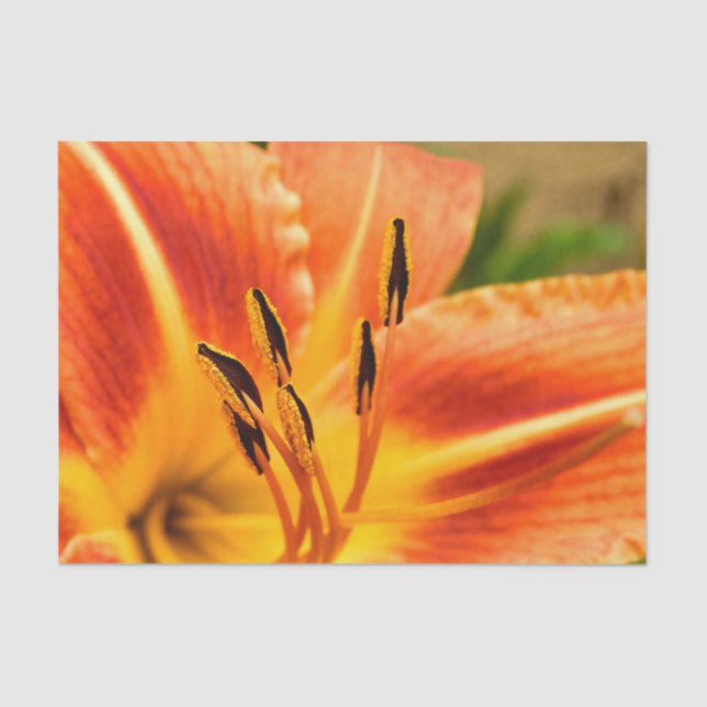 Papel De Seda Orange Tiger Lily (Frente )