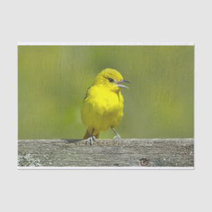 Papel De Seda Orchard Oriole - Fotografia original