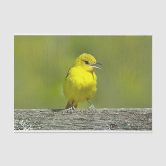 Papel De Seda Orchard Oriole - Fotografia original (Frente )