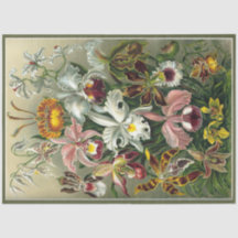 Orquid Floral Ernst Haeckel Decoupage