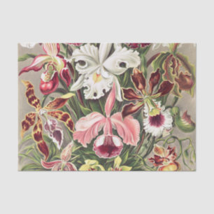 Papel De Seda Orquídeas, Orquídeas Denusblumen de Ernst Haecke