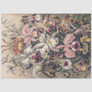 Papel De Seda Orquídeas por Ernst Haeckel Decoupage