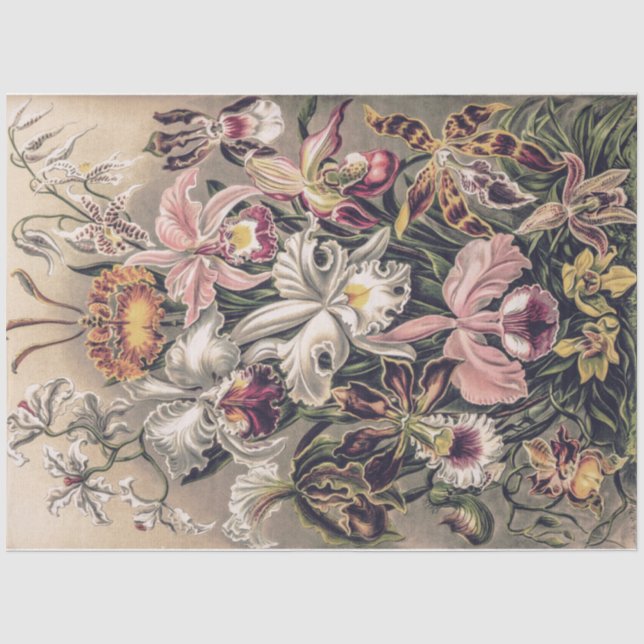 Papel De Seda Orquídeas por Ernst Haeckel Decoupage (Frente )