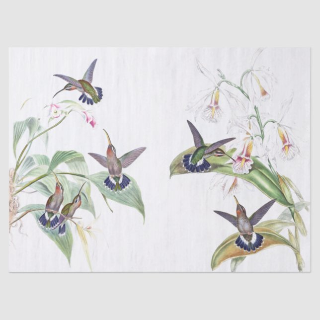 Papel De Seda Os animais selvagens dos pássaros do colibri (Frente )