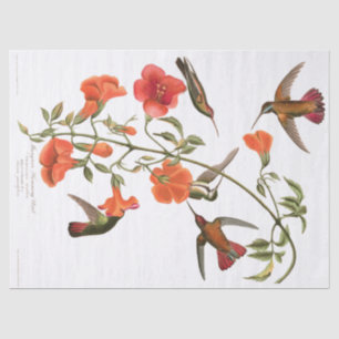Papel De Seda Os pássaros Audubon do colibri florescem o lenço