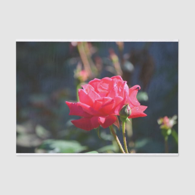 Papel De Seda Os rosas são flor de estado de NY (Frente )