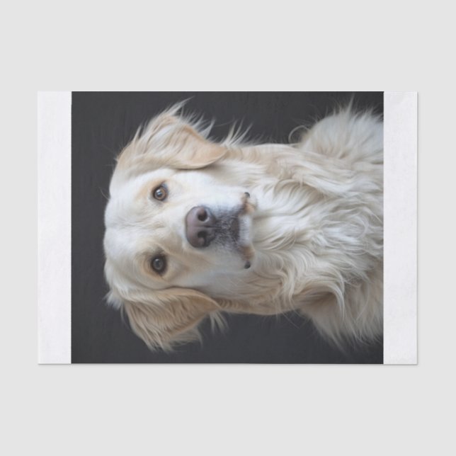 Papel De Seda Ouro Inglês Retriever9 (Frente )