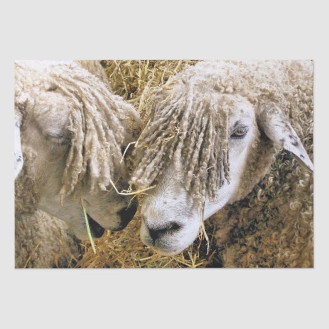 PAPEL DE SEDA OVINO (Frente )