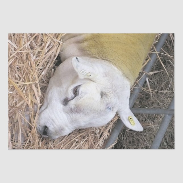 PAPEL DE SEDA OVINO DE BOVINO (Frente )