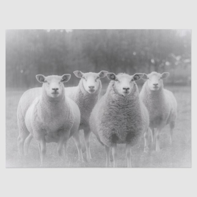 Papel De Seda Ovinos (Frente )