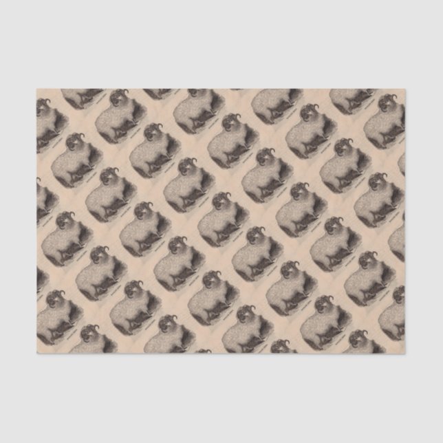 Papel De Seda Ovinos da impressão do século XIX (Frente )