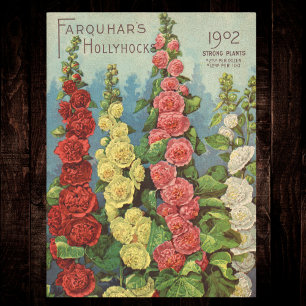 Papel De Seda Pacote de Sementes Vermelho Laranja 1902 Hollyhock