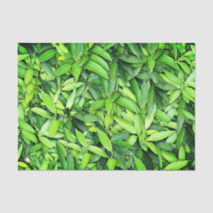 Papel De Seda Padrão de Folhas Verde Lush - Botânica da Natureza