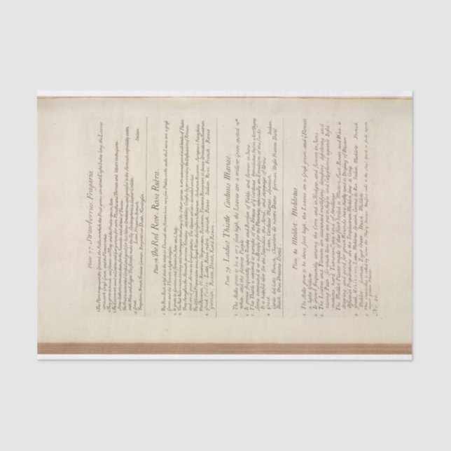 Papel De Seda Página de uma Herbal Curiosa por Elizabeth Blackwe (Frente )