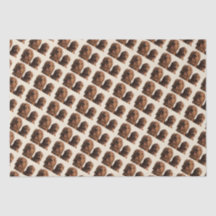 Pais de Goldendoodle