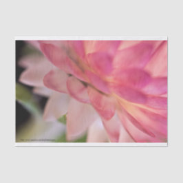 Papel De Seda Palha rosa-branca