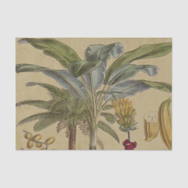 Papel De Seda Palm Antique Fruta Tropical Arte Botânica (Frente )