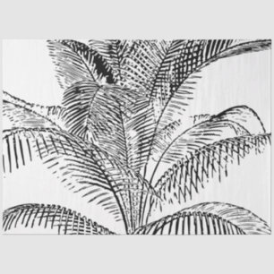 Papel De Seda Palm Tree deixa Abstrato preto e branco