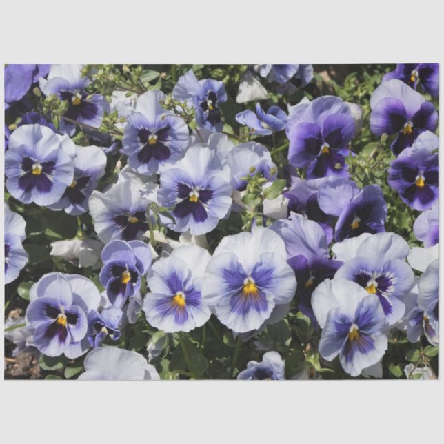 Papel De Seda Pansies Roxas (Frente )