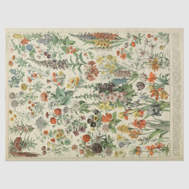 Papel De Seda Papel-Padrão das Flores Anuais Francesas (Frente )