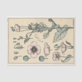 Papel De Seda Papoula, Série de Botânica de Eugene Grasset