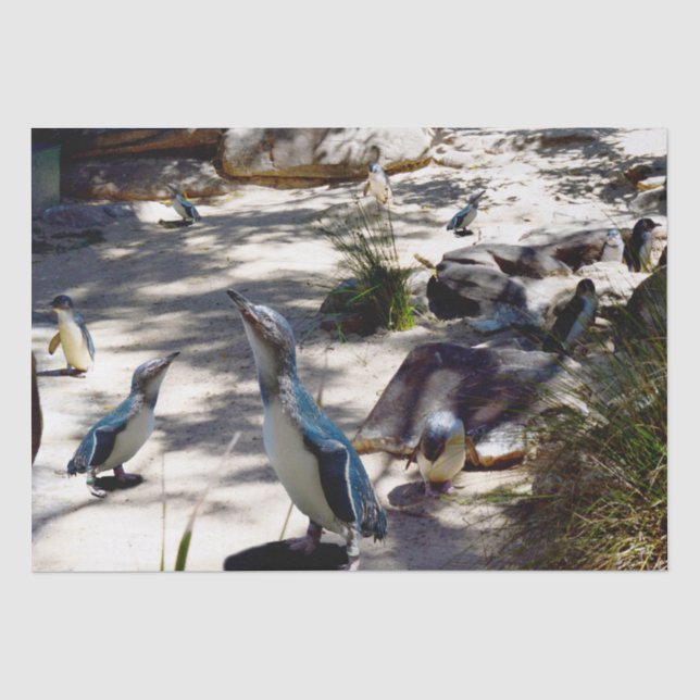 Papel De Seda Paraíso Seguro: Pinguim Fada, (Frente )