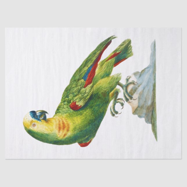 Papel De Seda Parrot Bird Vintage Art (Frente )