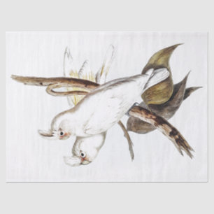 Papel De Seda Parrot Cockatoo Vintage