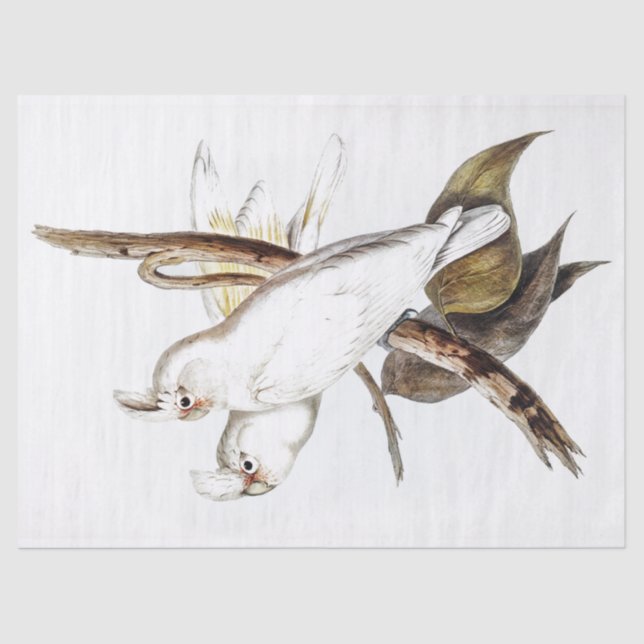 Papel De Seda Parrot Cockatoo Vintage (Frente )