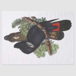 Papel De Seda Parrot Cockatoo Vintage