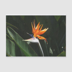 Papel De Seda Pássaro da Flor Tropical Laranja do Paraíso