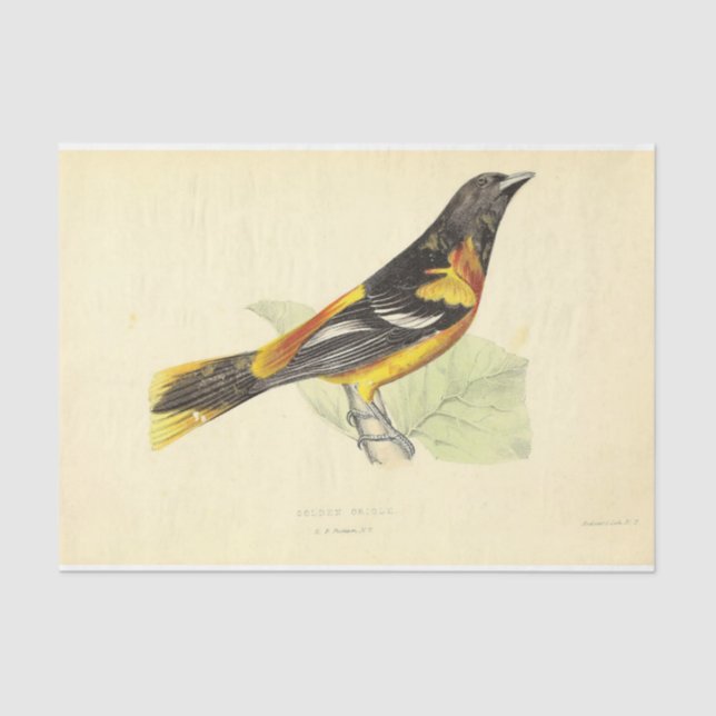 Papel De Seda Pássaro Ephemera Decoupage Amarelo Oriole Laranja (Frente )