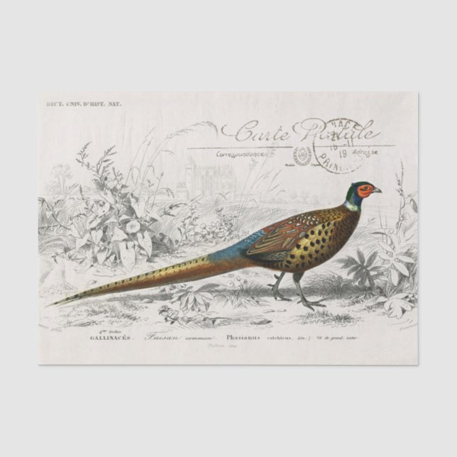 Papel De Seda Pássaro Faisão Francês Carte Postale Decoupage Vin (Frente )