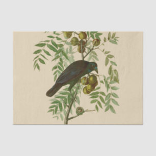 Papel De Seda Pássaro Negro da Coroa Americana