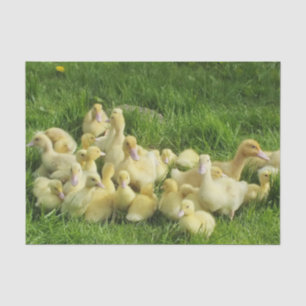 Papel De Seda pássaro, pato, pato, amarelo, natureza, fofo, bebê