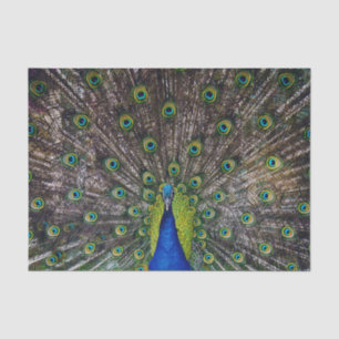 Papel De Seda Pássaro Peacock bonito