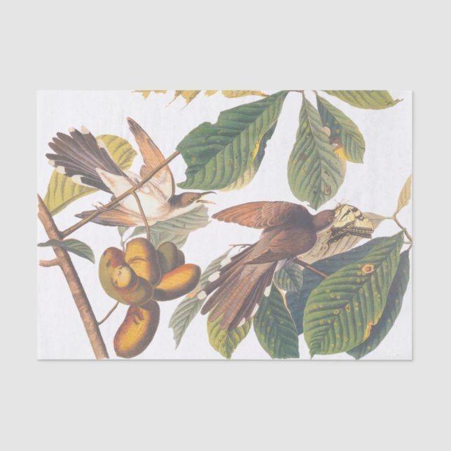 Papel De Seda Pássaros Cuco Amarelos de Audubon em árvore de Fru (Frente )