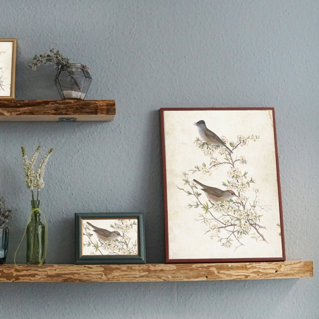 Papel De Seda Pássaros na desvinculação do pergaminho do ramal d (Criador carregado)