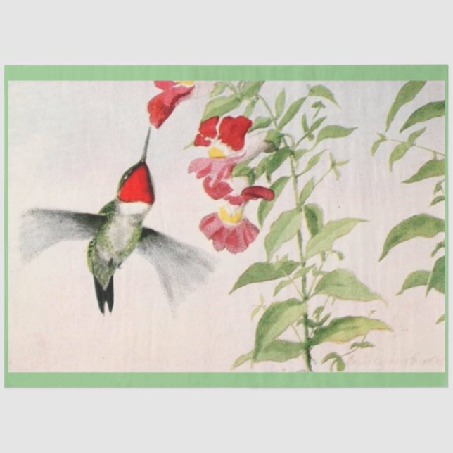 Papel De Seda pastel de beija-flor com garganta (Frente )