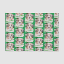 Pastor Australiano Realista Verde de Natal