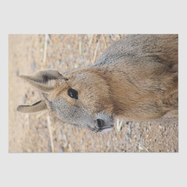 PAPEL DE SEDA PATAGONIAN MARA (Frente )