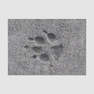 Papel De Seda Patas do animal de estimação no cimento - sempre