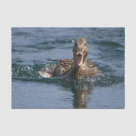 Papel De Seda Pato com bico aberto