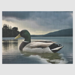 Papel De Seda Pato De Mallard No Lago