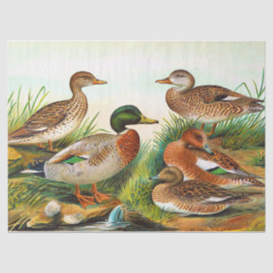 Papel De Seda Patos De Vintage Na Dissociação Pond 3