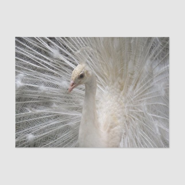 Papel De Seda Pavão imperial (Frente )