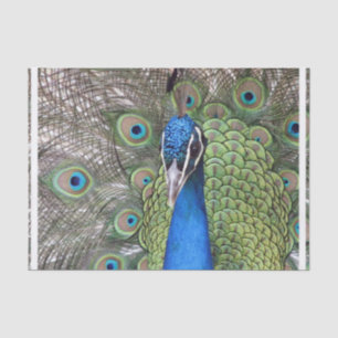 Papel De Seda peacock-3.jpg