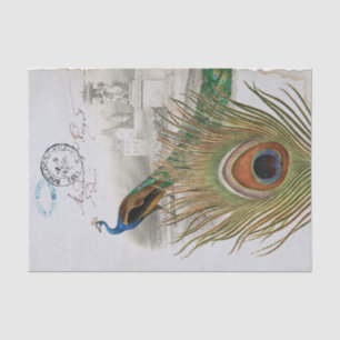 Papel De Seda Peacock Feather Bird Blue Postmark Castle 