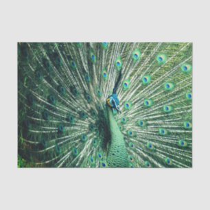 Papel De Seda Peacock Strut