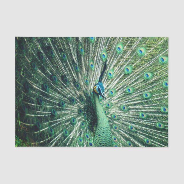 Papel De Seda Peacock Strut (Frente )